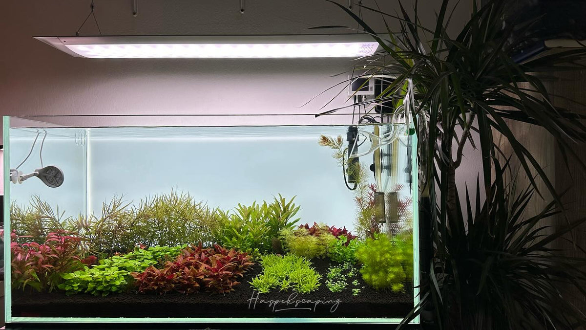 Instagram post by @haspek_scaping