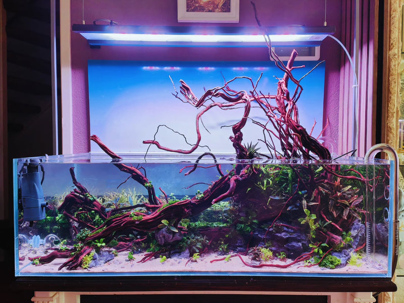 Instagram-opslag af @aquascapebarendrecht