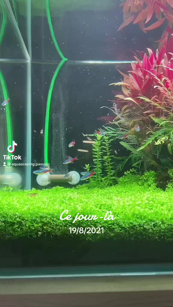 TikTok-video af @aquascaping.passion