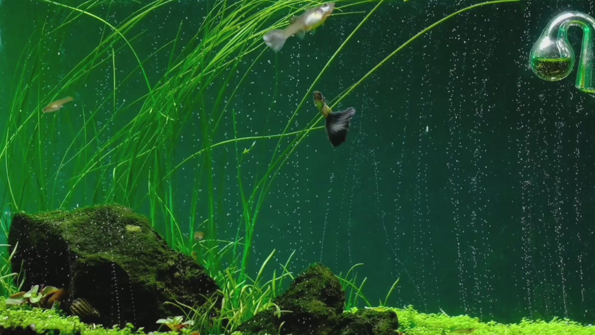Load video: The most advanced CO2 systems for planted aquariums: dual-stage regulators, diffusers and complete kits